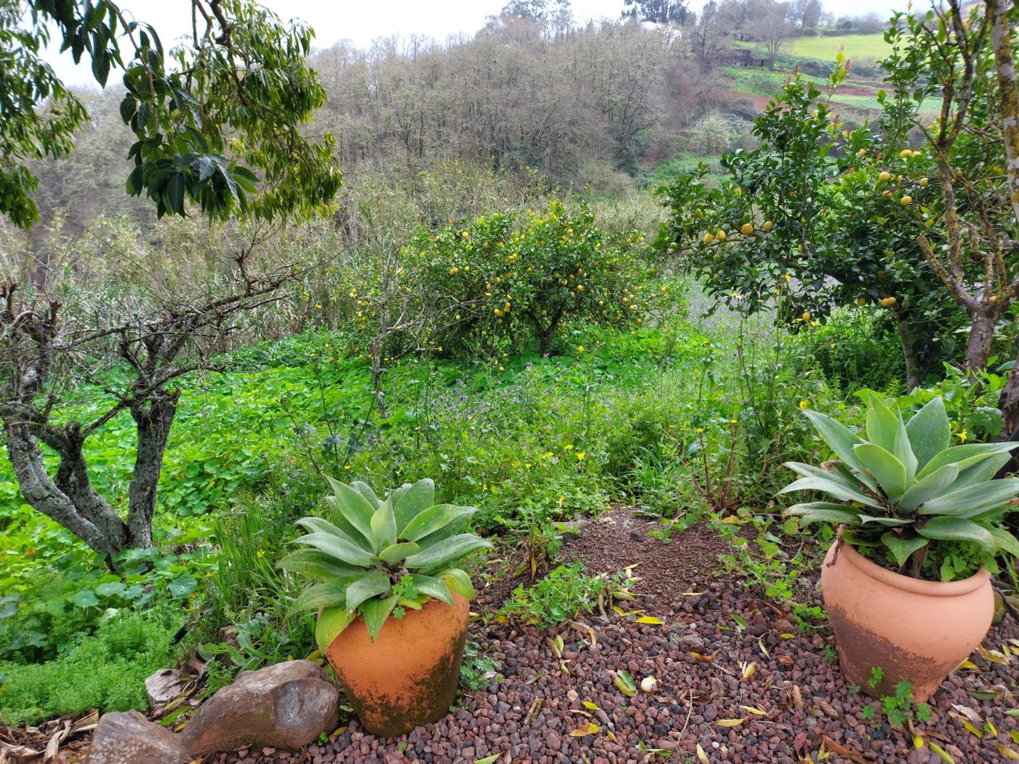 Finca Naturacanaria Moya  Eksteriør billede