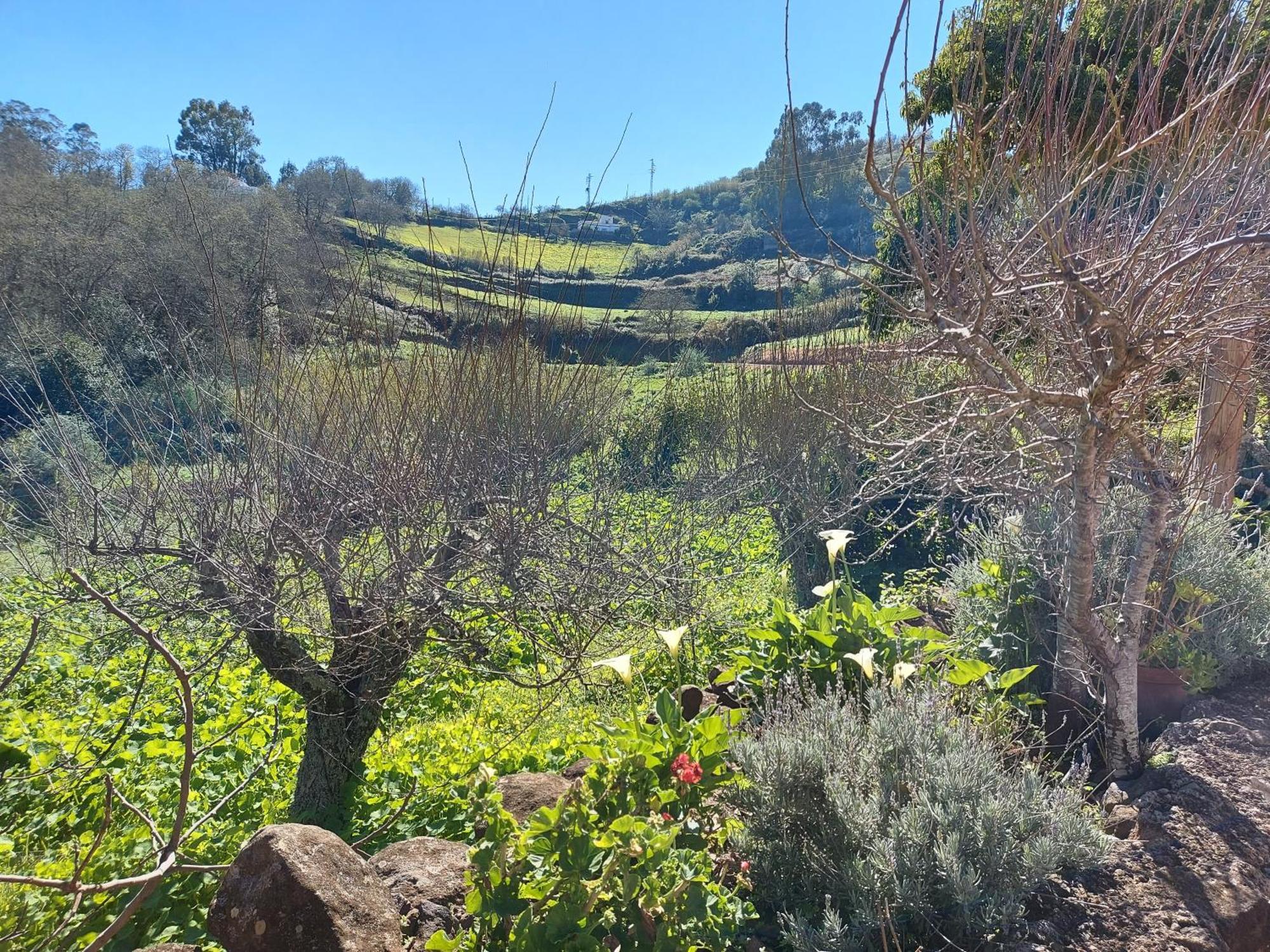 Finca Naturacanaria Moya  Eksteriør billede